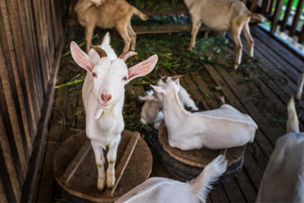 Goat in Laos