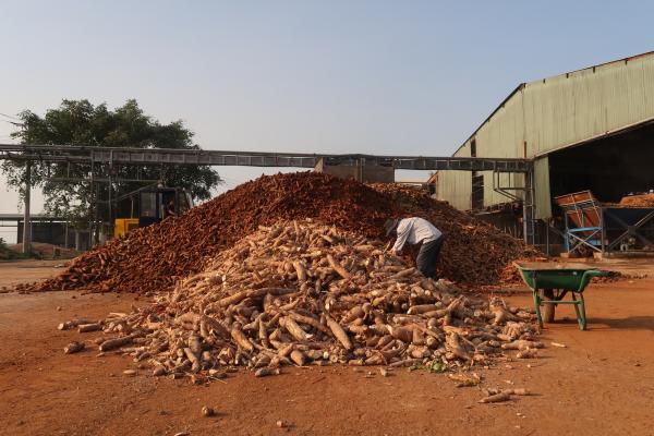 Cassava stacks in Tay Ninh