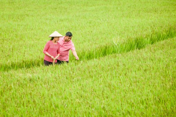 Farmers in rice field