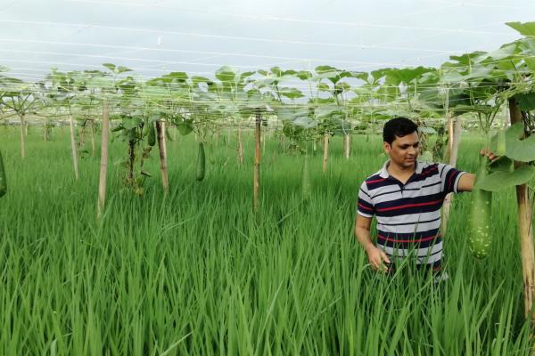 A Bangladeshi farmer grows shorter duration rice and a crop of long melon or bottle gourd on a wired structure above his rice crop—increasing the productivity of the land and making use of available resources.  