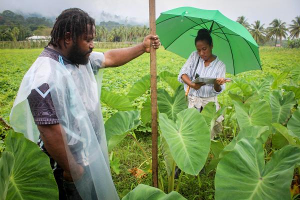 Staff from the National Agriculture Research Institute collecting data from the field trials at Bubia, outside of Lae, Morobe Province. The project is examining how seasonal climate forecasting can be used to help farmers plan their farming activities, as part of efforts to strengthen food security outcomes for PNG communities. Photo supplied by the National Agriculture Research Institute.