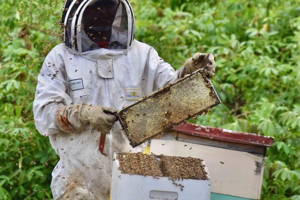 Fijian tilapia farmer Ms Katarina Baleisuva has ventured into beekeeping to diversify her farm income, with the support of mentoring and business skills training through an ACIAR supported-project. Photo: Lorima Vueti.