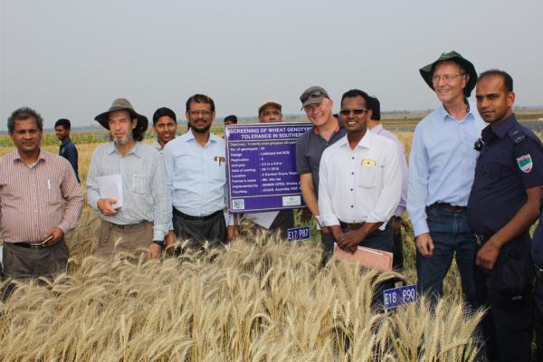 Researchers in wheat field in Bangladesh 