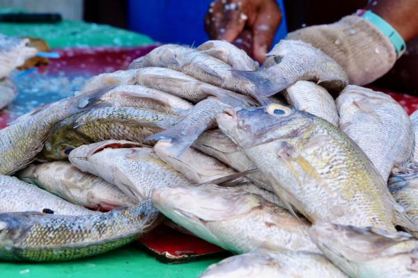 Fish on table