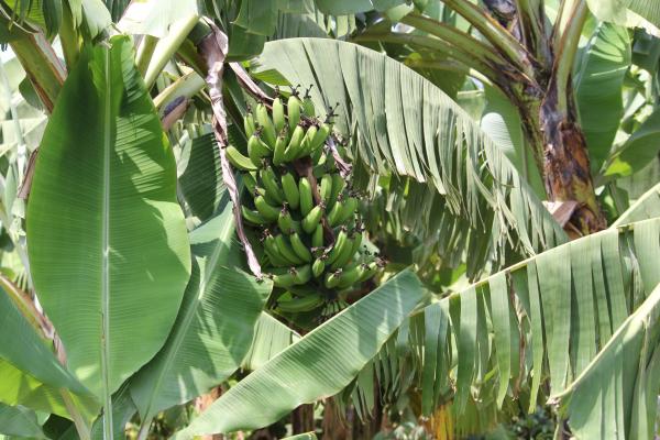 Bananas in Africa 