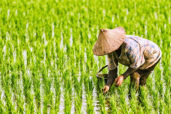 rice farmer in vietnam 
