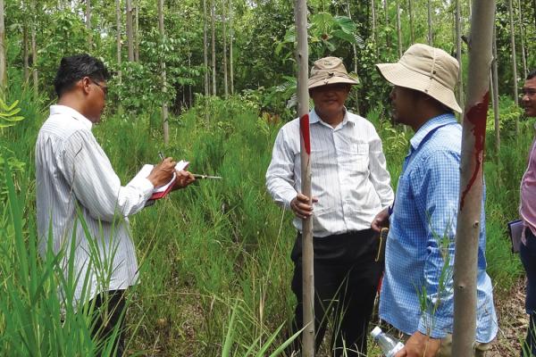 Three men in a eucalyptus plantation in Cambodia