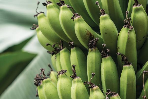 green bananas on a tree