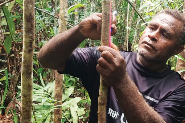 A man marking trees in the forest