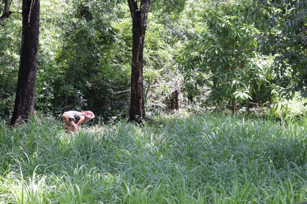 A farmer tending to a crop in the forest.