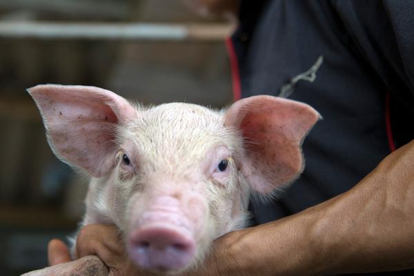 A close up image of pig.