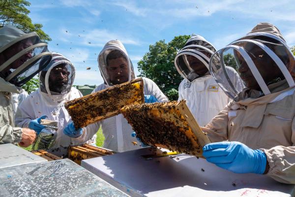 Beekeepers inspecting beehives at Pacific Islands Beekeeping Congress 2023