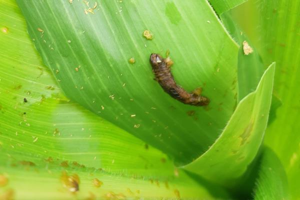 A fall armyworm, killed by biocontrol virus 