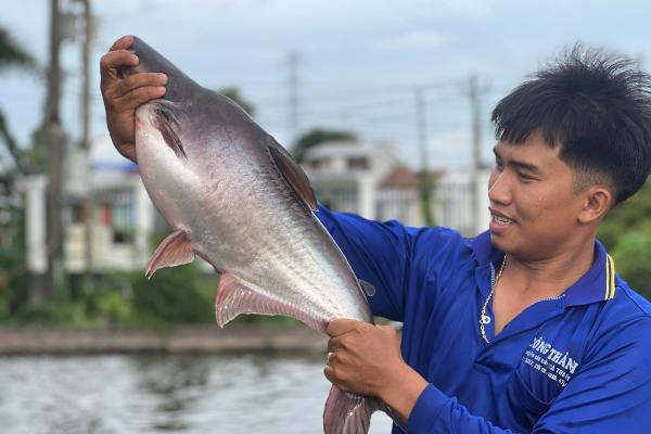 mekong cat fish 