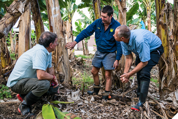 Three men standing around a banana tree. One man is kneeling next to the tree. The other two are bent over, no looking upwards at the tree. There are banana trees surrounding them. 