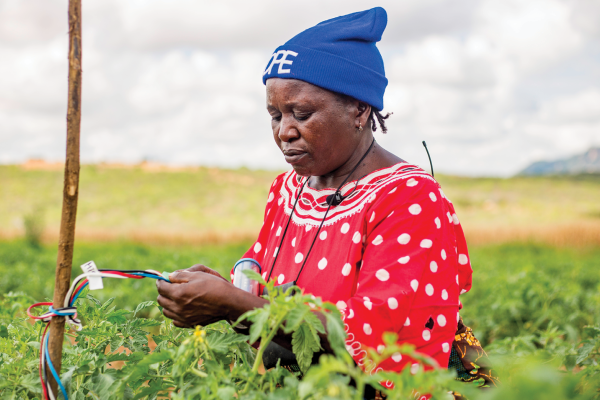 A woman in a blue beanie and red and white top reads a soil moisture monitoring device in a field of tomatoes. 