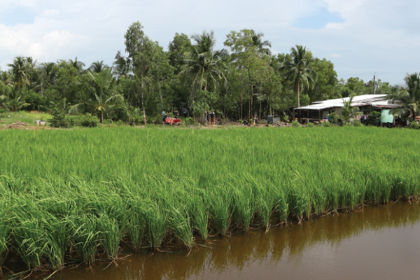 Tall rice paddy with a building in the background. There are trees behind the building. 