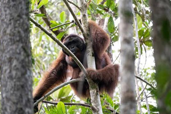 an orangutang in a tree