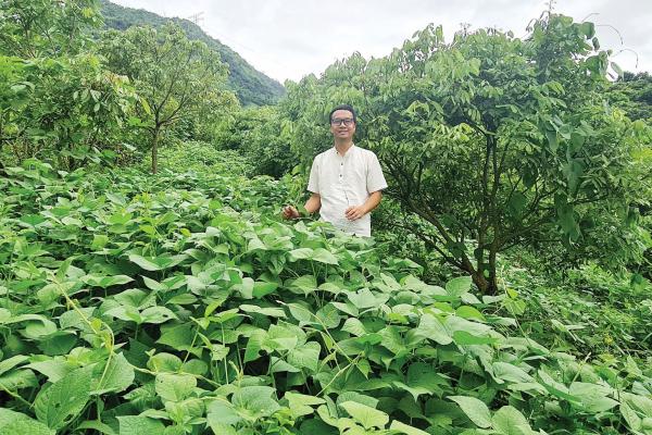Man standing in the middle of a bean crops