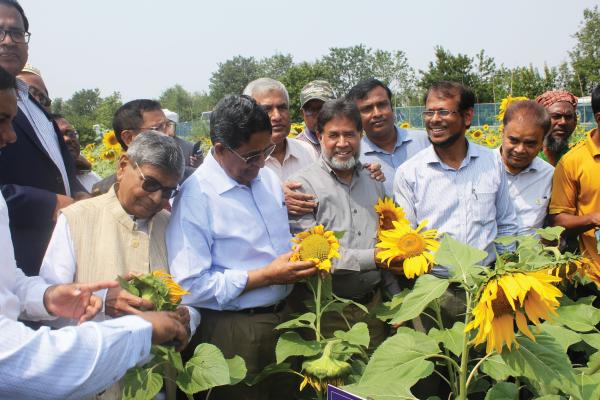 A group of men inspecting sunflowers