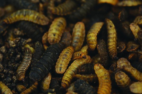 a group of men and women looking to camera with yellow and green crates of black soldier flies
