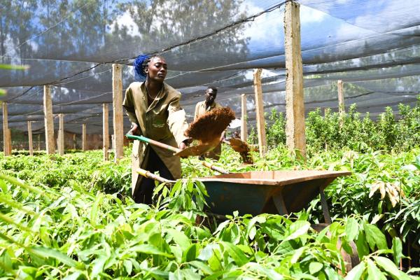 Two farmers use shovels to transfer soil into a wheelbarrow, surrounded by rows of green plants beneath protective netting. 