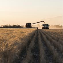 A harvester driving in a straight line in a field. The harvester is harvesting the grain and transferring grain, via an auger, to a field bin being towed by a tractor, which is travelling beside the harvester. 