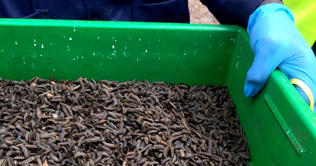 Insect feed for poultry, fish and pig production in Sub-Saharan Africa ...