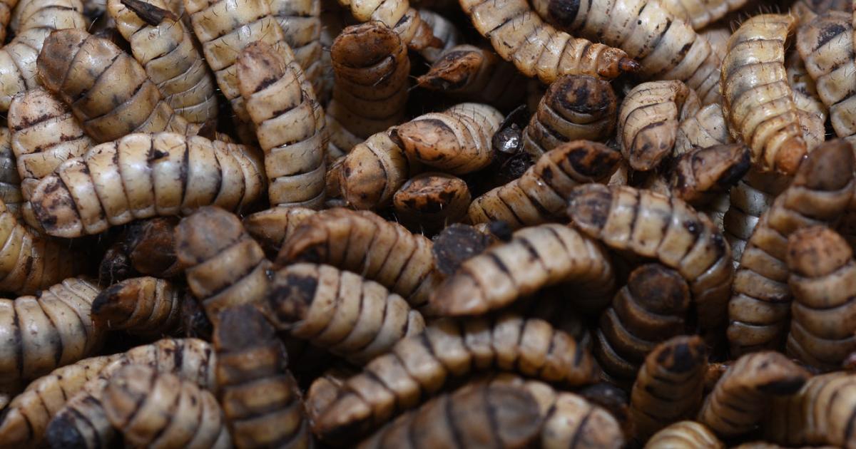Edible Innards Edible insects collaboration: a hub for knowledge sharing | ACIAR