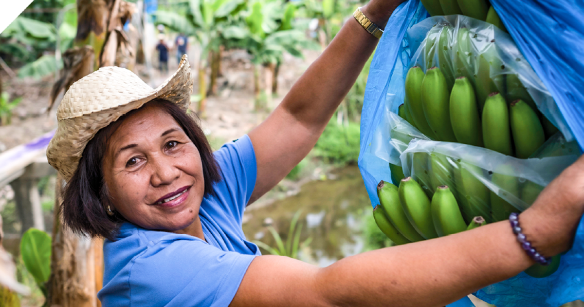 20 Years Of Research Benefits Banana Growers Globally