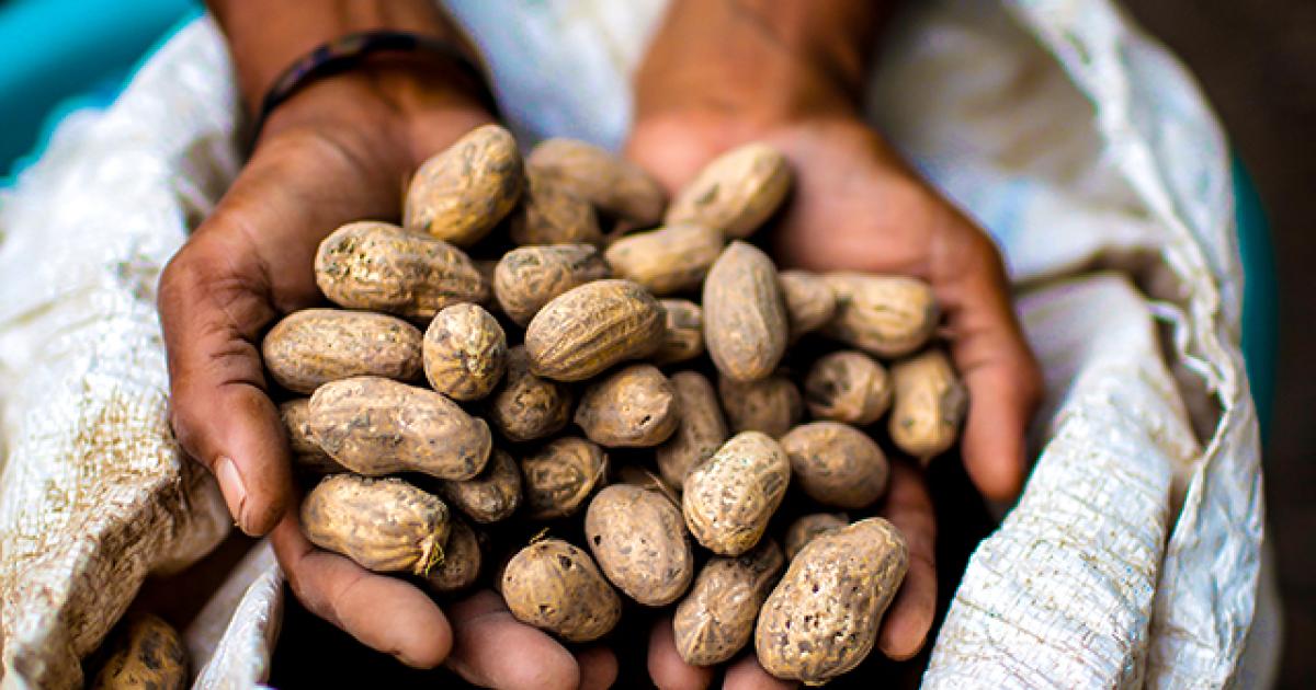 Scoping opportunities and research gaps for developing groundnut in ...
