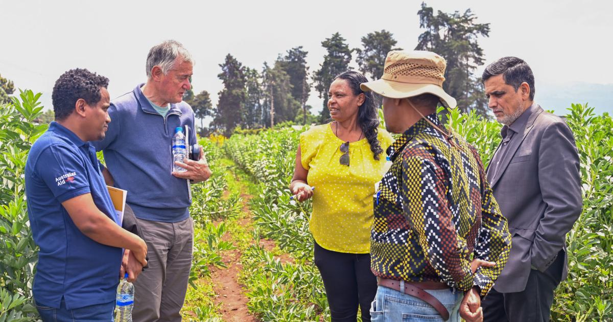 Faba Bean Disease Fix Boosts Ethiopian Farm Yields
