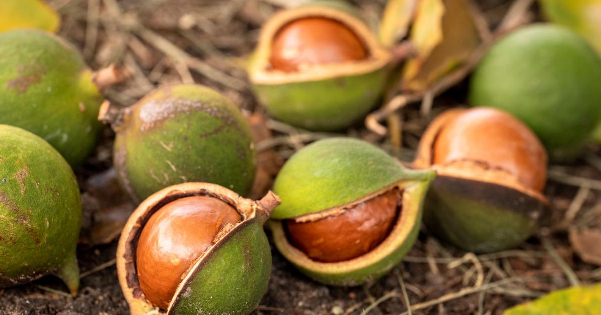 Shared challenges: How PNG research has helped advance tech in Australia’s native nut industry