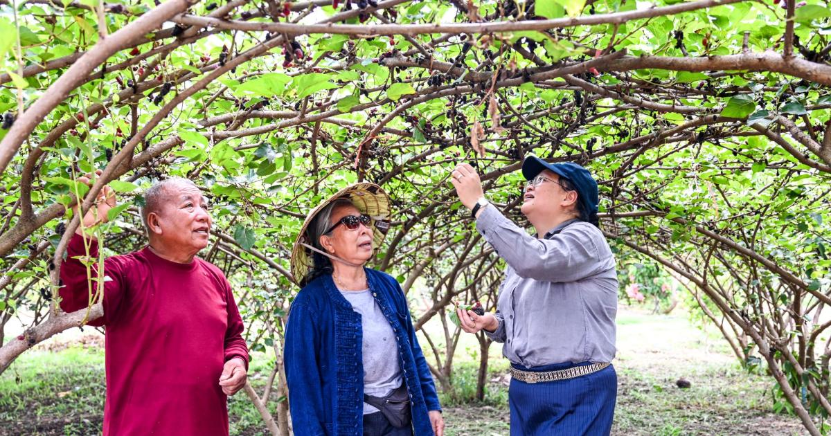 Success Stories From 35 Years Of Partnership Between ACIAR And Laos