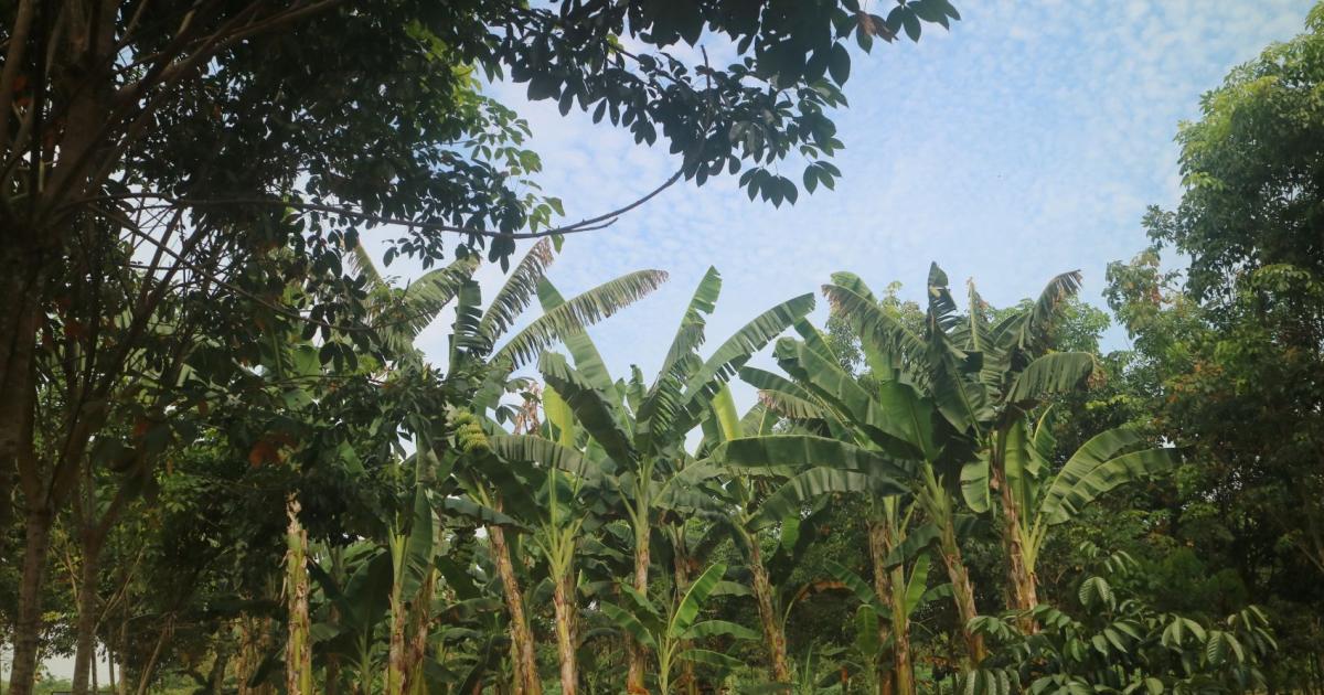 Mapping soils for success – how soil insights are reviving Philippine farms