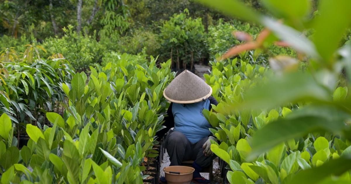 Reporting from Indonesia: ABC and Crawford Fund cover agricultural research projects