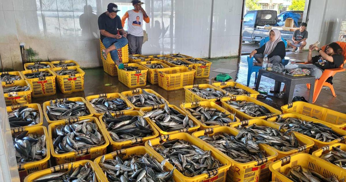 Anchoring Tuna Science In Indonesia’s Waters