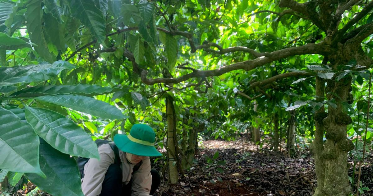 Insights on soil health help sustainable farming in Vietnam’s Central Highlands