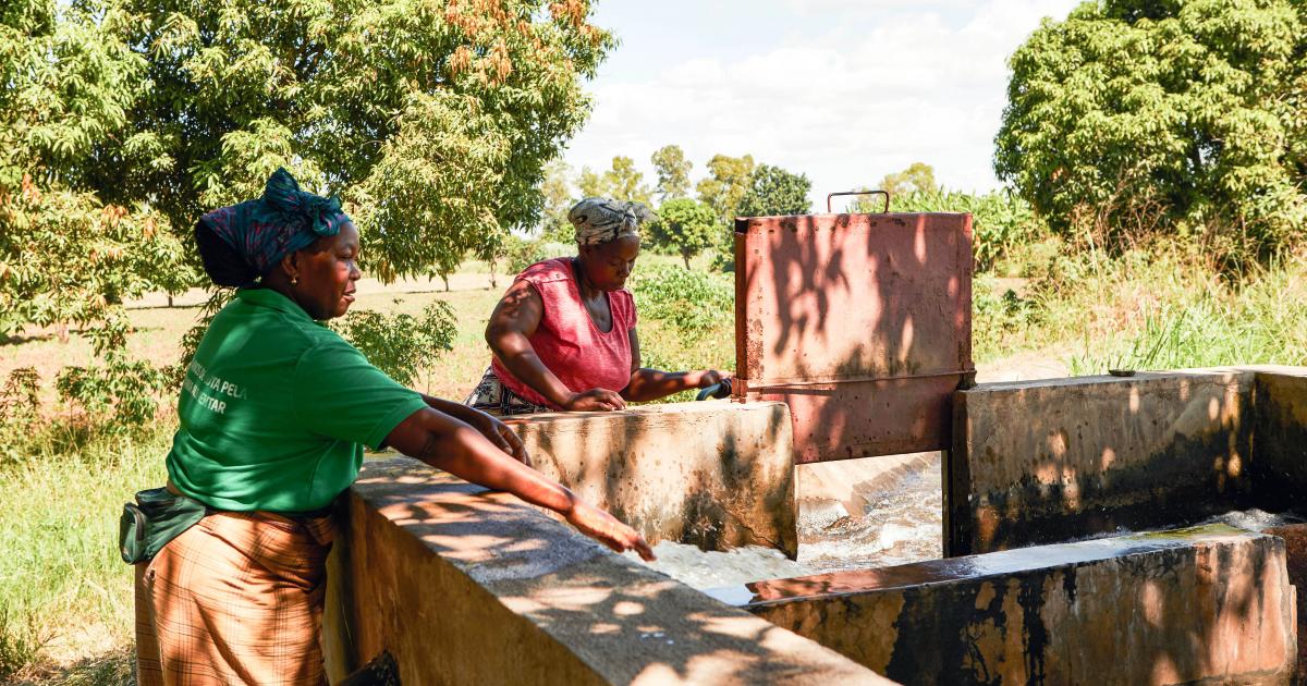 Transforming smallholder irrigation into profitable and selfsustaining