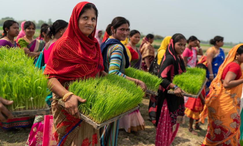 Women harvest their crops in Pakistan