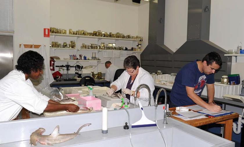 (L-R) Leontine Baje, Sharon Appleyard and William White during the taxonomy  and genetics workshop in Hobart in September 2014. Credit: William White