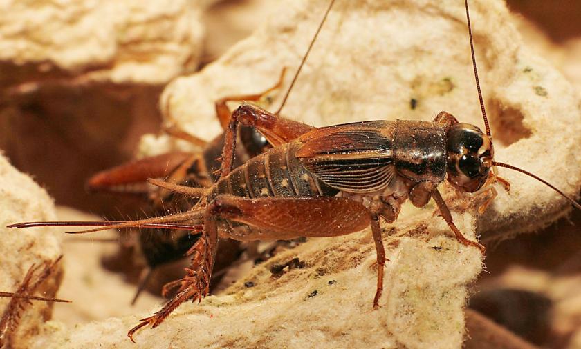 Scapsipedus icipe, the newly-discovered edible cricket species. Credit: icipe