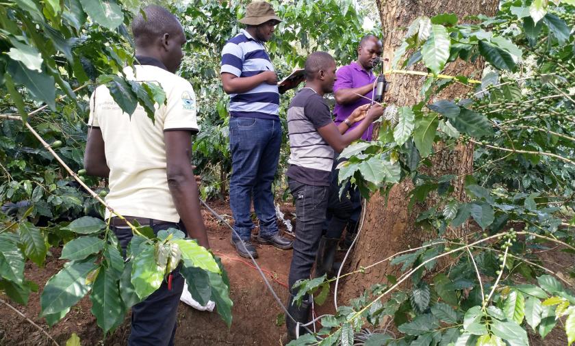 New pruning techniques in Uganda are showing farmers that trees are more valuable in the ground than on the woodpile