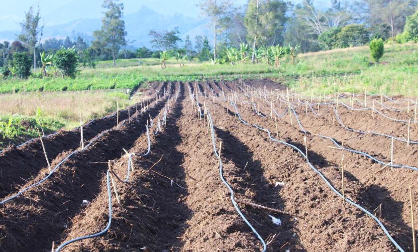 Newly constructed irrigation system on Rachel’s farm at Minj, Jiwaka province. Rachael is among the first to trial the irrigation system as part of ACIAR research to improve sweetpotato production in the Highlands of PNG.