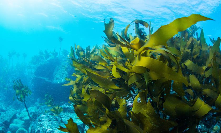 seaweed