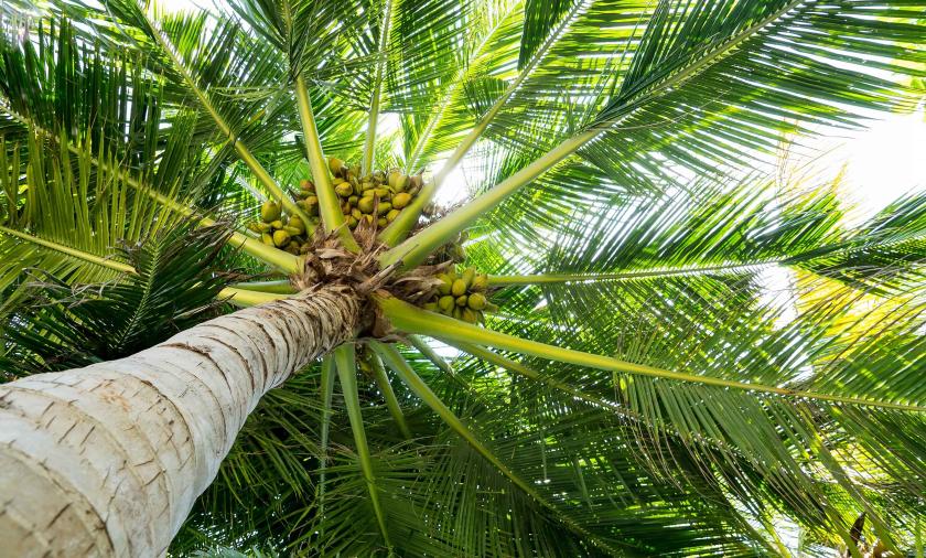 coconut tree
