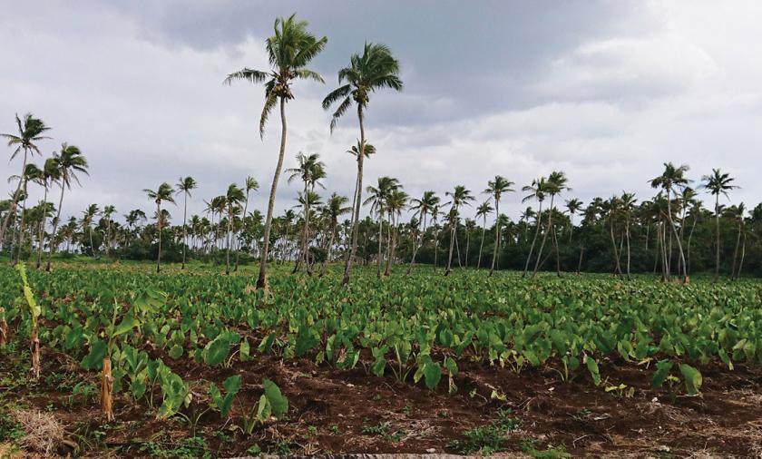 Taro farm