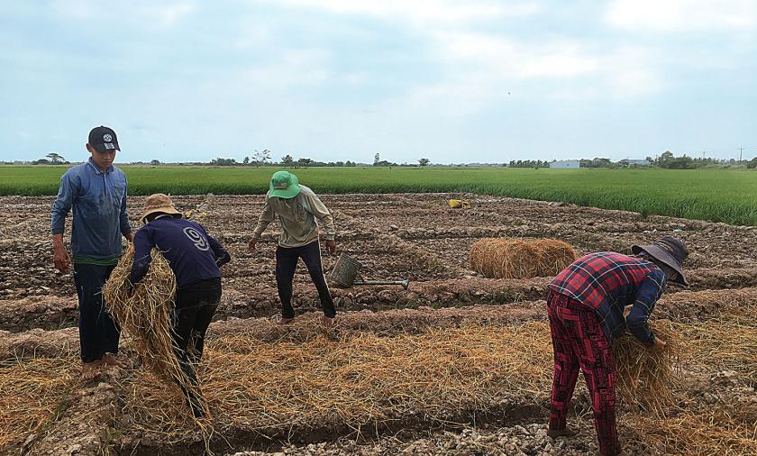 People laying down hay in a large crop bed