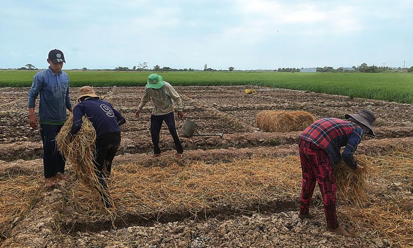 People laying down hay in a large crop bed