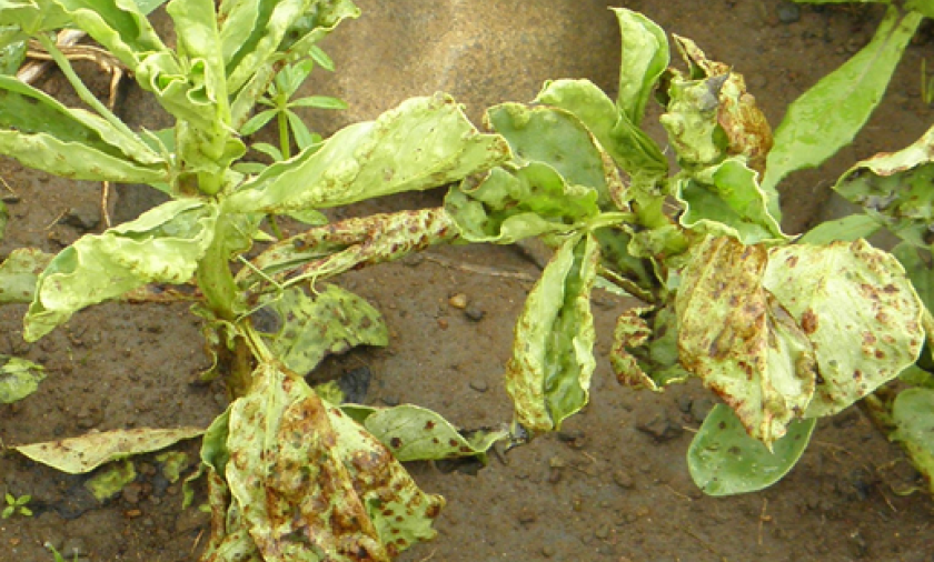 Faba beans infected with gall disease. Image:UWA